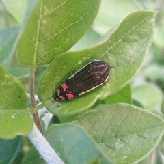 Acmaeodera flavomarginata