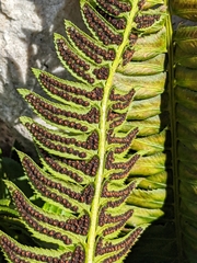 Polystichum lonchitis