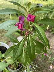 Impatiens balsamina