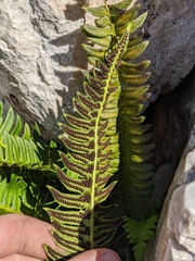 Polystichum lonchitis