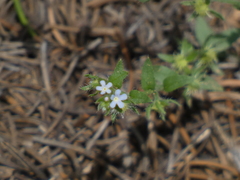Lappula occidentalis