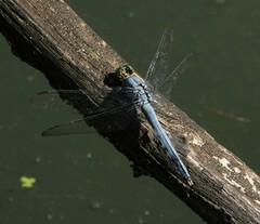 Erythemis simplicicollis