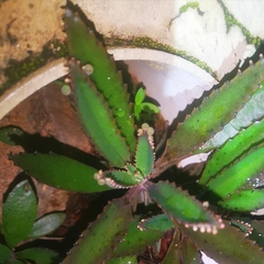 Kalanchoe × houghtonii