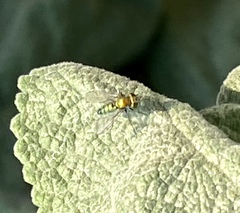 Condylostylus longicornis