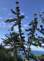 Araucaria cunninghamii