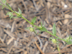 Lappula occidentalis