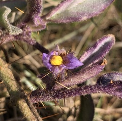 Solanum ellipticum
