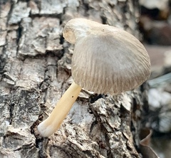 Psathyrella piluliformis