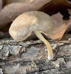 Psathyrella piluliformis
