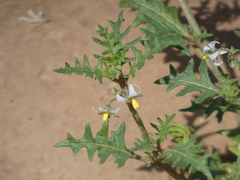 Solanum triflorum