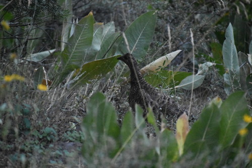iNaturalist observation photo of Sooty Grouse