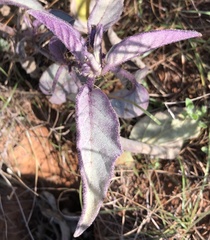 Solanum ellipticum