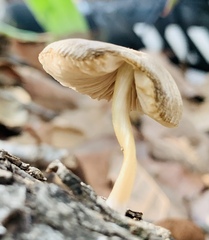 Psathyrella piluliformis