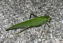 Microcentrum rhombifolium
