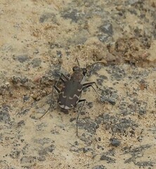 Cicindela repanda