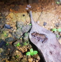 Eleutherodactylus planirostris