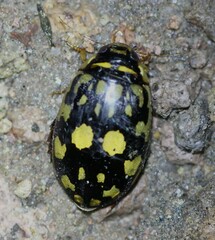 Thermonectus marmoratus