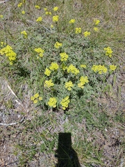 Eriogonum umbellatum