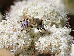 Anthophora urbana
