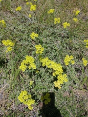 Eriogonum umbellatum