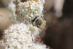 Anthophora urbana