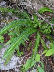 Polystichum lonchitis