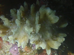 Pectinia paeonia