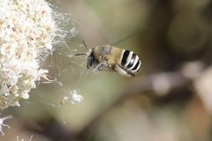 Anthophora urbana