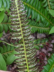 Polystichum lonchitis