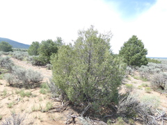 Juniperus scopulorum