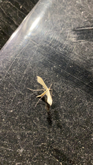 Hellinsia homodactylus