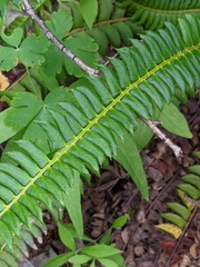 Polystichum lonchitis