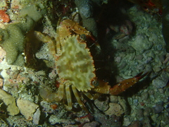 Portunidae