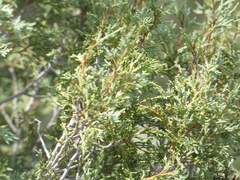 Juniperus scopulorum