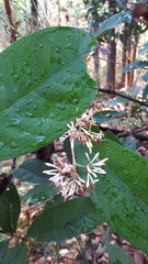 Ixora cibdela