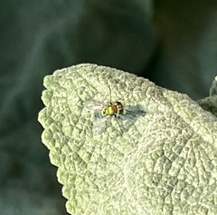 Condylostylus longicornis