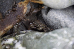 Pachygrapsus crassipes