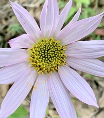 Iostephane heterophylla