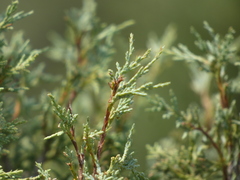 Juniperus scopulorum