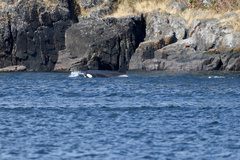 Orcinus orca