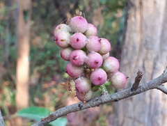 Myricaceae
