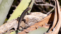 Sceloporus