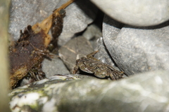 Pachygrapsus crassipes