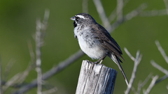 Amphispiza bilineata