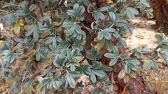 Polylepis