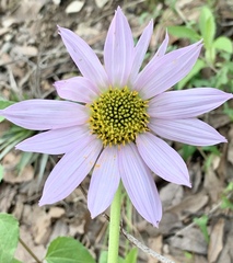 Iostephane heterophylla