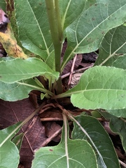 Iostephane heterophylla