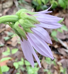 Iostephane heterophylla