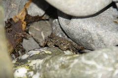 Pachygrapsus crassipes