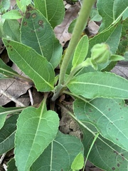 Iostephane heterophylla